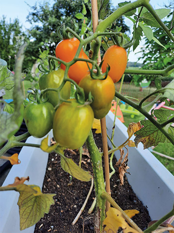 creche-nemo-et-cie-luxembourg-alzingen-jardin-potager-tomates